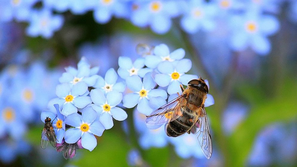 Znanstvenici pčelama otkrivaju uzorke zaražene koronavirusom