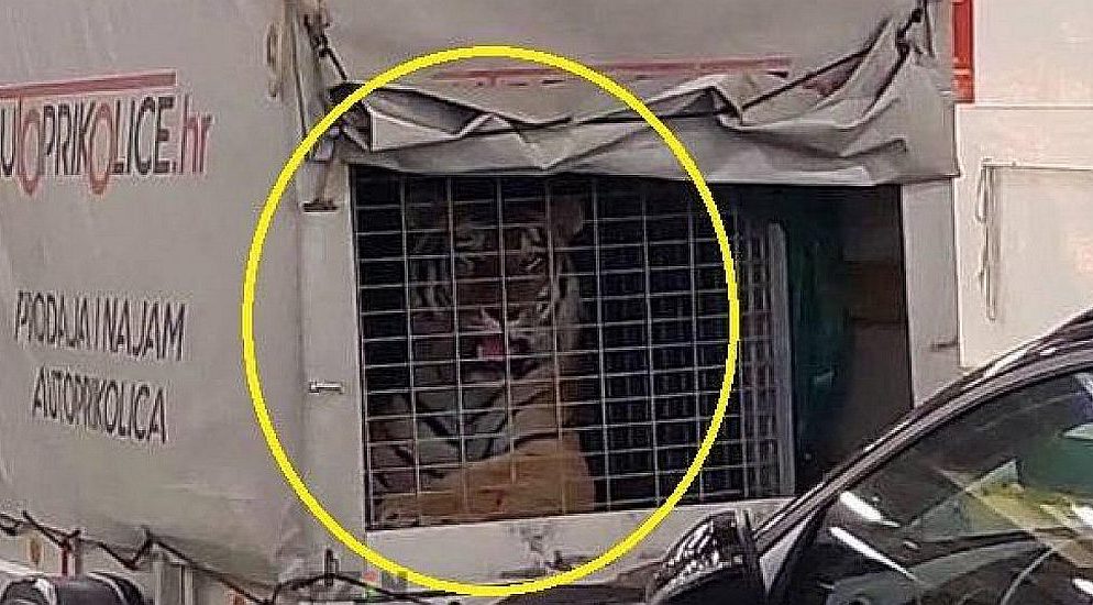 Zaposlenici Jadrolinije šokirani: Na trajektu za Hvar prevozio tigra