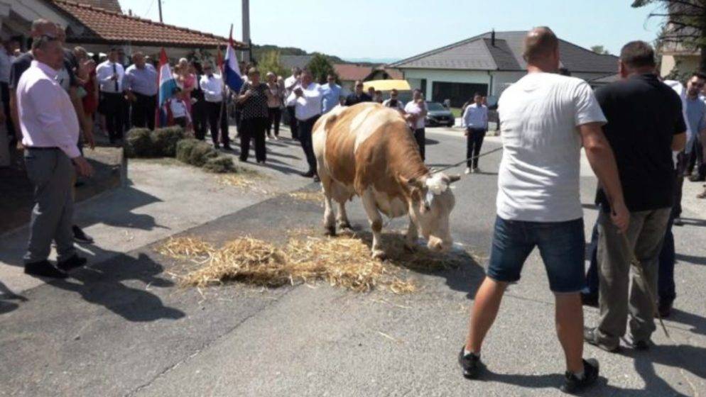 Nakon 50 godina u Kraljevom vrhu mlada za miraz donijela kravu!