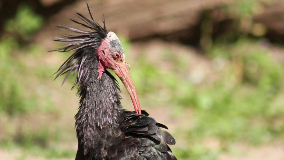 (VIDEO) Iznimno rijetka ptica sletjela u Hrvatsku, Nijemci poslali upozorenje