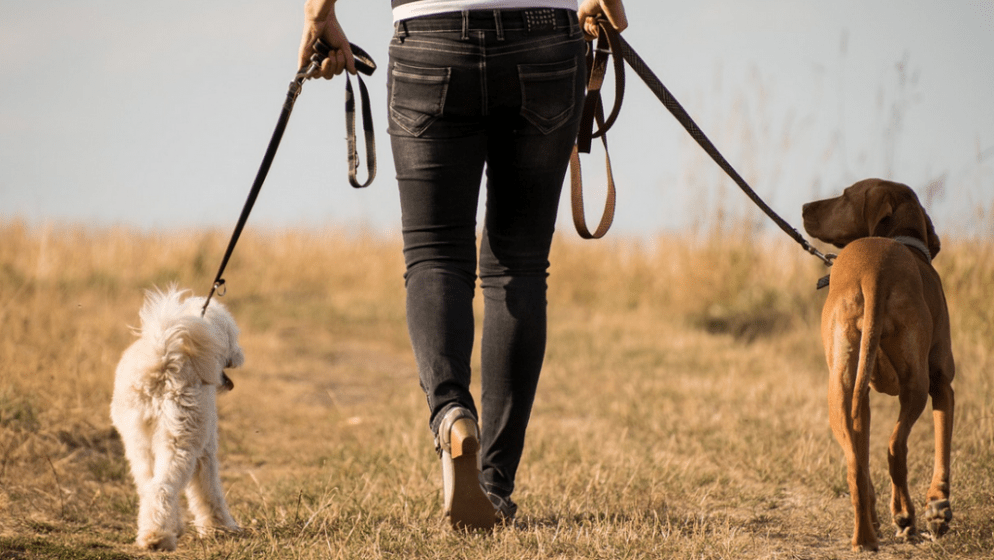 Švicarska prva zemlja koja će zabraniti testiranje na životinjama?
