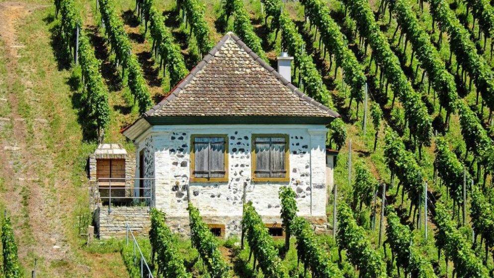 Slovenski vinogradar traži lopove, ukrali mu 4 tisuće cijepova