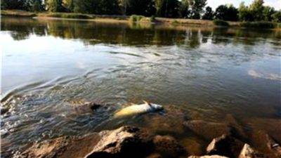 Tone mrtve ribe izvučene iz rijeke Odre, Poljaci u nevjerici