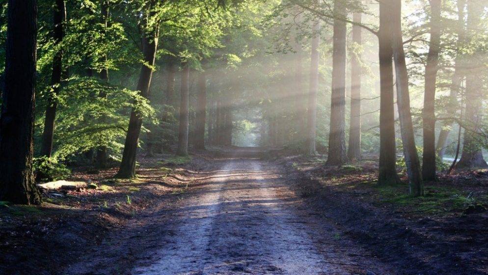 12-godišnju djevojčicu pronađenu u šumi u Njemačkoj ubile vršnjakinje