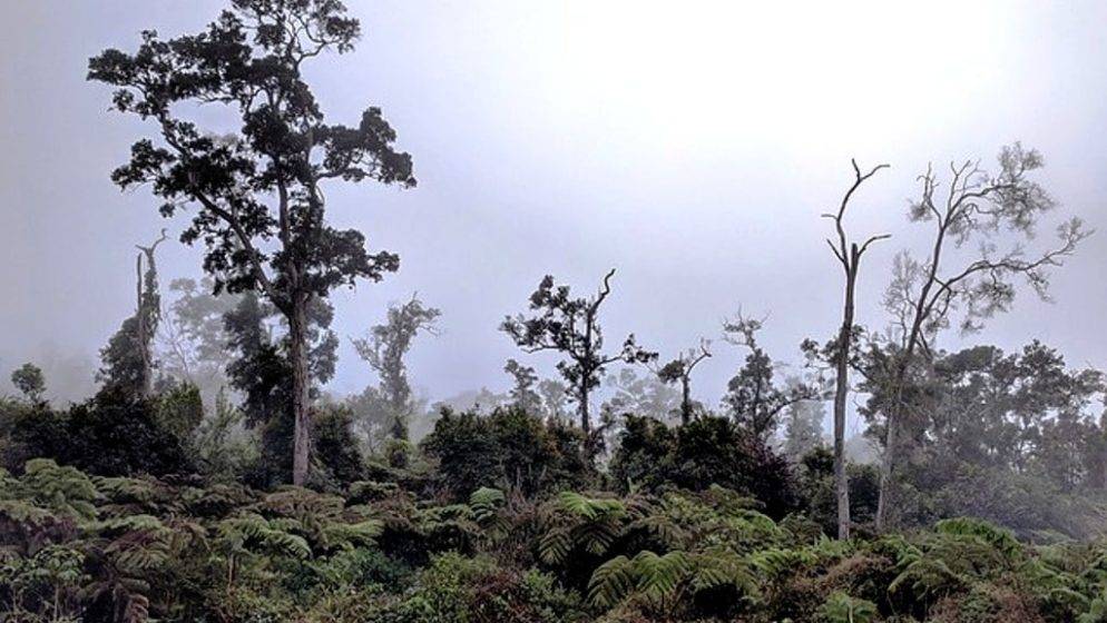 U 2022. u svijetu uništena netaknuta prašuma veličine Švicarske