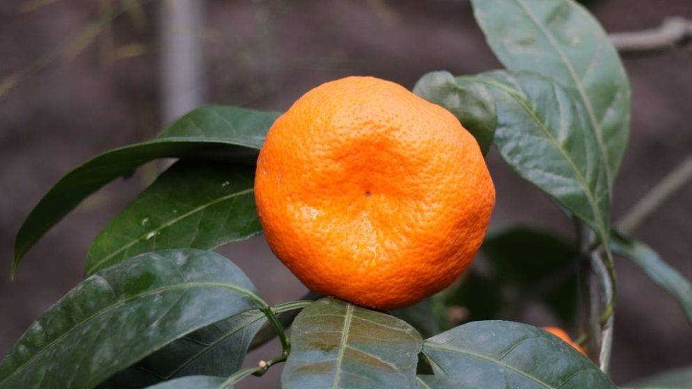 BiH zabranila uvoz dvije tone mandarina iz Hrvatske zbog zabranjenog pesticida