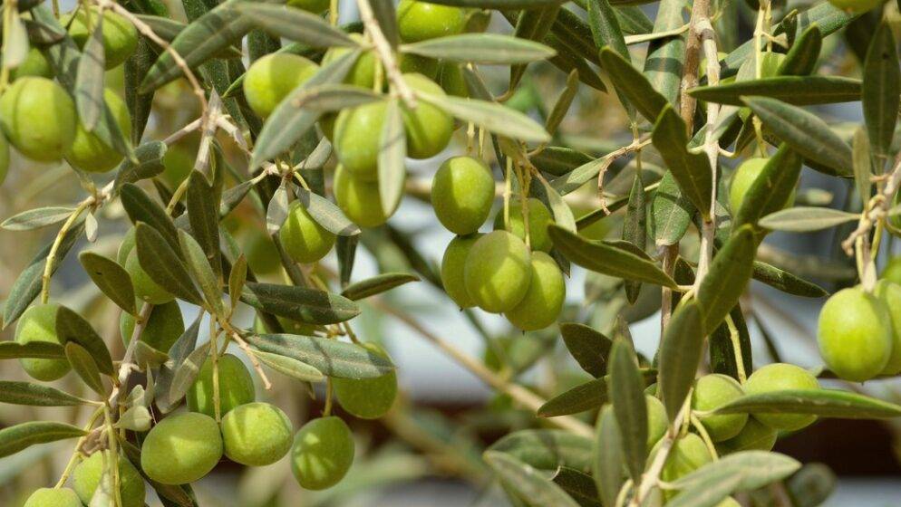 Šest zlata za istarske maslinare na najprestižnijem svjetskom natjecanju u New Yorku