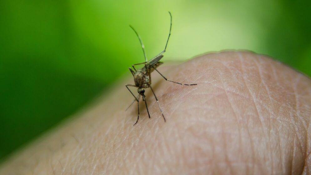Troje ljudi u Hrvatskoj zaraženo virusom Zapadnog Nila: Jedan oboljeli na respiratoru